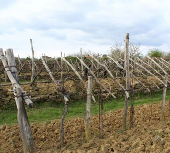 Ogled primerov dobrih praks: kamniti vinograd, najstarejši v Evropi